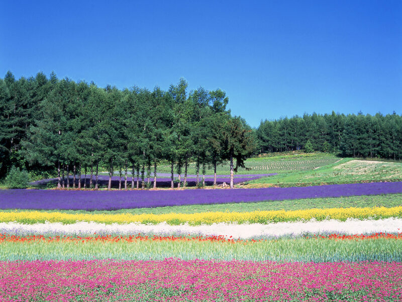 ファーム富田